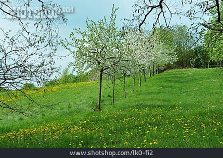 
                Blumenwiese, Frühling, Baumblüte                   