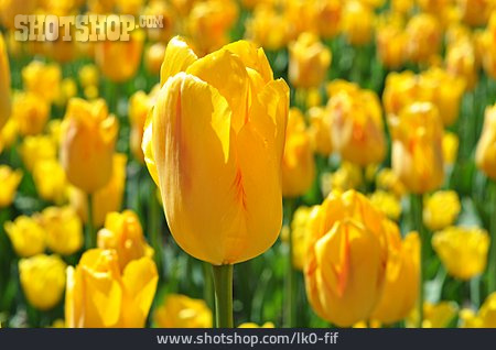 
                Tulpe, Tulpenblüte                   