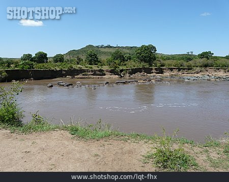 
                Liegen, Flusspferd, Masai Mara                   