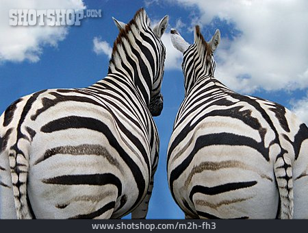 
                Tierpärchen, Zebra                   