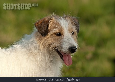 
                Hund, Parson-russell-terrier                   