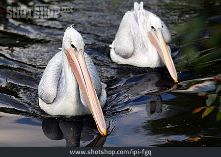 
                Wasservogel, Pelikan                   