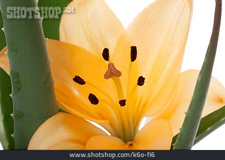 
                Aloe Vera, Lilienblüte                   