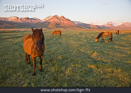 
                Pferd, Islandpferd, Weidehaltung                   