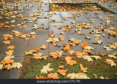 
                Herbstlaub, Ahornblatt, Gehweg                   