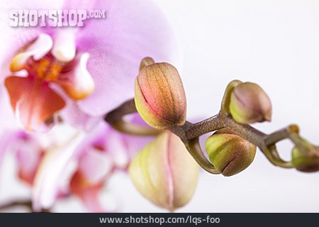 
                Knospe, Orchidee                   