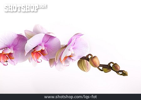 
                Knospe, Orchidee, Orchideenblüte                   