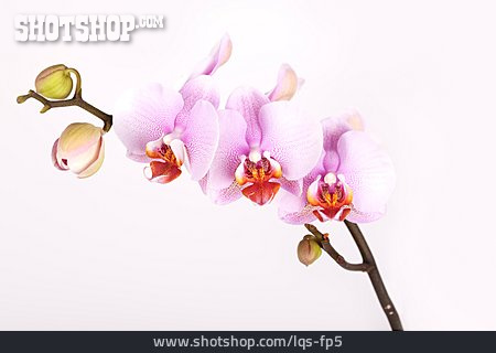 
                Blühen, Orchidee, Orchideenblüte                   