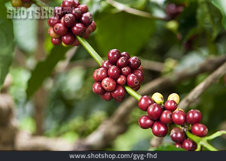
                Coffee, Coffee Plant, Coffee Fruit                   