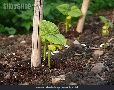 
                Wachstum, Bohne, Trieb, Gemüseanbau                   