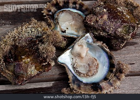 
                Muschel, Austern                   