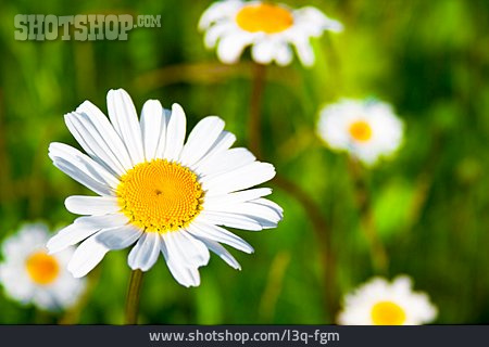 
                Blume, Margerite, Wiesenblume, Wildblume                   