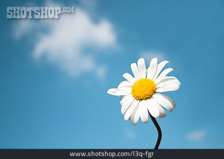 
                Blume, Margerite                   