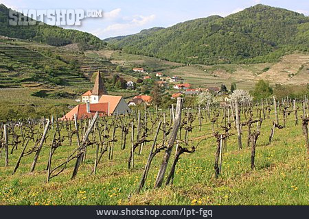 
                Weinbau, Weinberg, Wachau                   