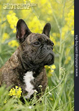 
                Blumenwiese, Französische Bulldogge                   