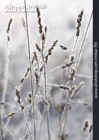 
                Gräser, Winter, Frost                   