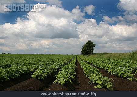 
                Kartoffelanbau, Kartoffelfeld, Kartoffelpflanze                   