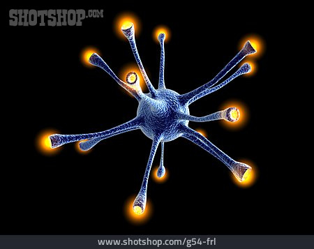 
                Neuron, Nervenzelle                   