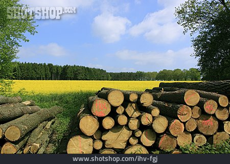 
                Holzstapel, Forstwirtschaft, Holzwirtschaft                   