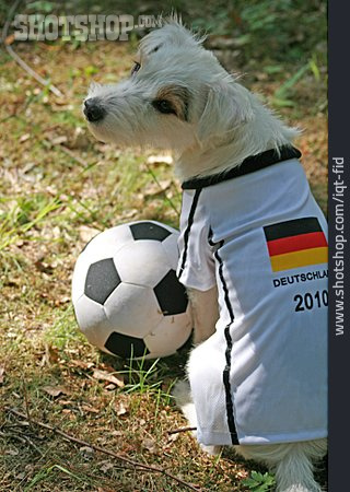 
                Hund, Ballsport, Fußballfan                   