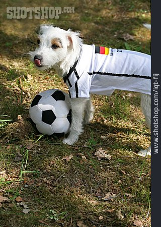 
                Fußball, Hund                   