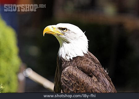 
                Adler, Weißkopfseeadler                   