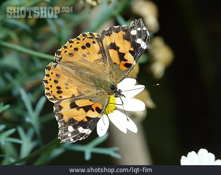 
                Butterfly, Butterfly, Painted Lady Butterfly                   