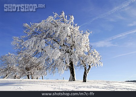 
                Baum, Winterlandschaft, Schwarzwald, Frost                   
