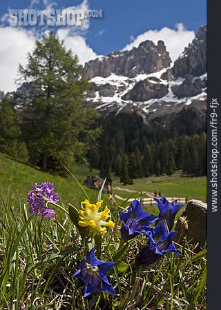 
                Alpenblume, Enzian, Gebirgspflanze, Mehlprimel                   