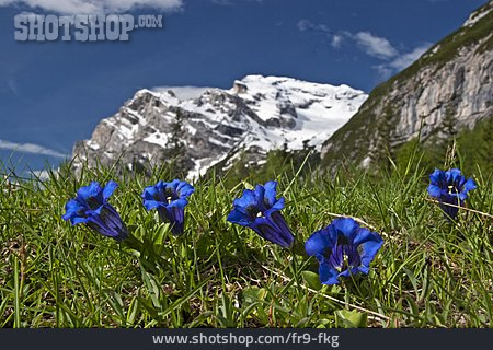 
                Alpenblume, Enzian, Gebirgspflanze                   