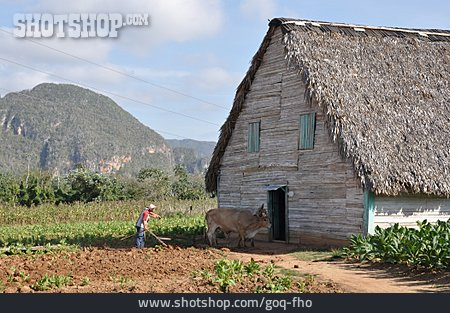 
                Landwirtschaft, Kuba                   