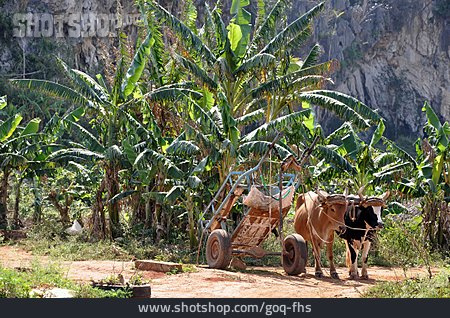 
                Arbeitende Tiere, Bananenplantage, Ochsenkarre                   