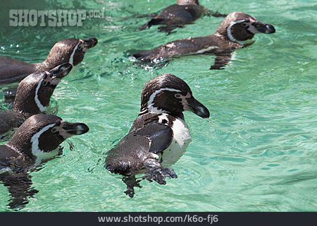 
                Schwimmen, Pinguin, Humboldt-pinguin                   