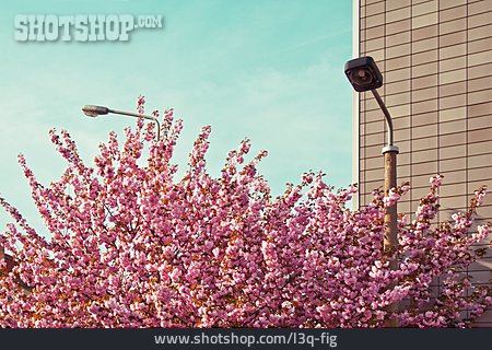 
                Frühlingserwachen, Baumblüte                   