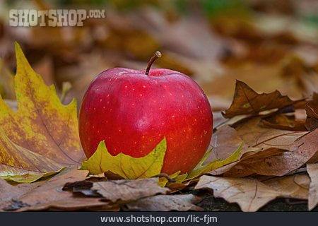 
                Apfel, Herbstlaub                   