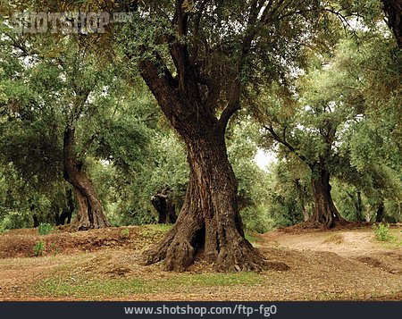 
                Olivenbaum, Olivenhain                   