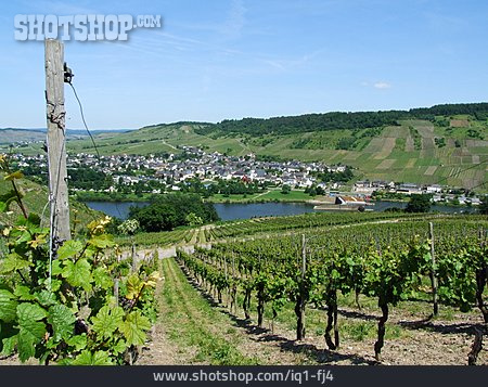 
                Weinbau, Weinberg, Rheinland-pfalz, Mosel, Wintrich                   