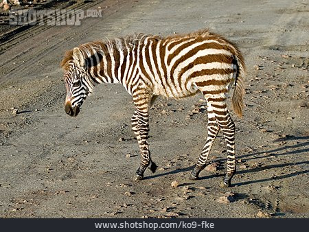 
                Zebra, Zebrafohlen                   