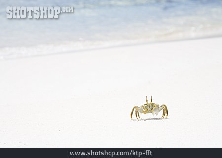 
                Krabbe, Strandkrabbe, Geisterkrabbe                   