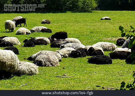 
                Schafherde, Heidschnucken                   