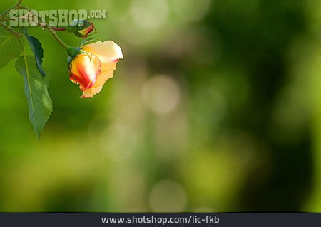 
                Rosenblüte, Heckenrose                   