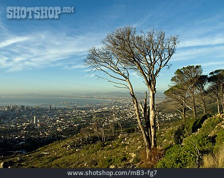 
                Baum, Südafrika, Kapstadt                   