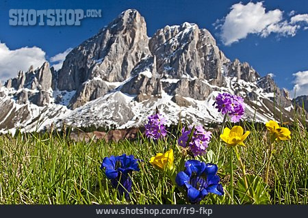 
                Alpen, Südtirol, Alpenblume                   