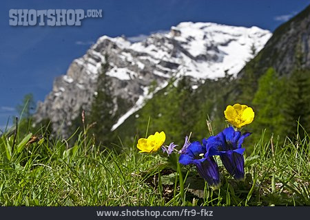 
                Bergwiese, Alpenblumen                   