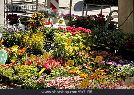 
                Blume, Markt, Blumenladen                   