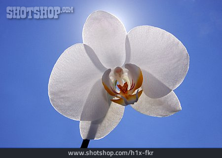 
                Orchideenblüte                   