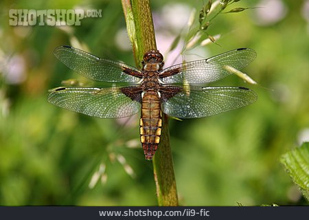 
                Libelle, Plattbauch                   