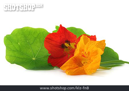 
                Blossom, Nasturtium, Edible Flowers                   