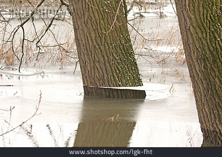 
                Baum, überschwemmung, Hochwasser                   
