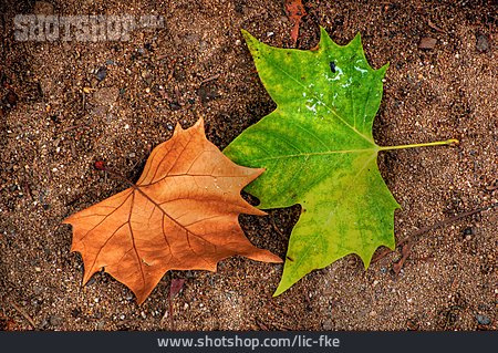 
                Autumn Leaves, Maple Leaf, Maple Tree                   